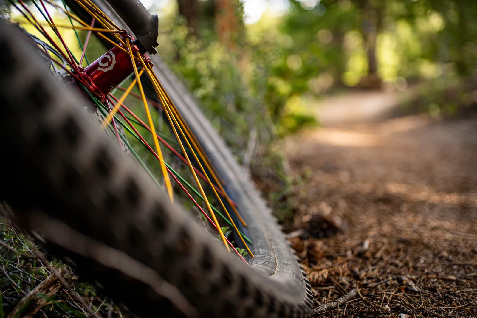 Close-up of a mountain bike wheel on a forest trail